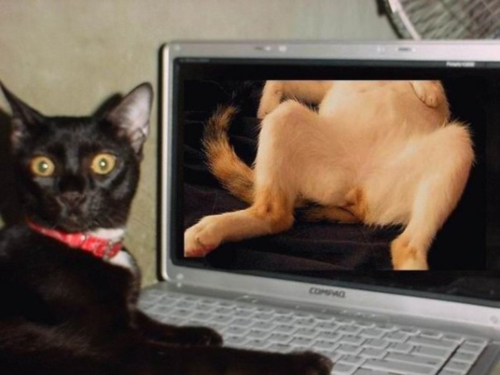 Кота спалили