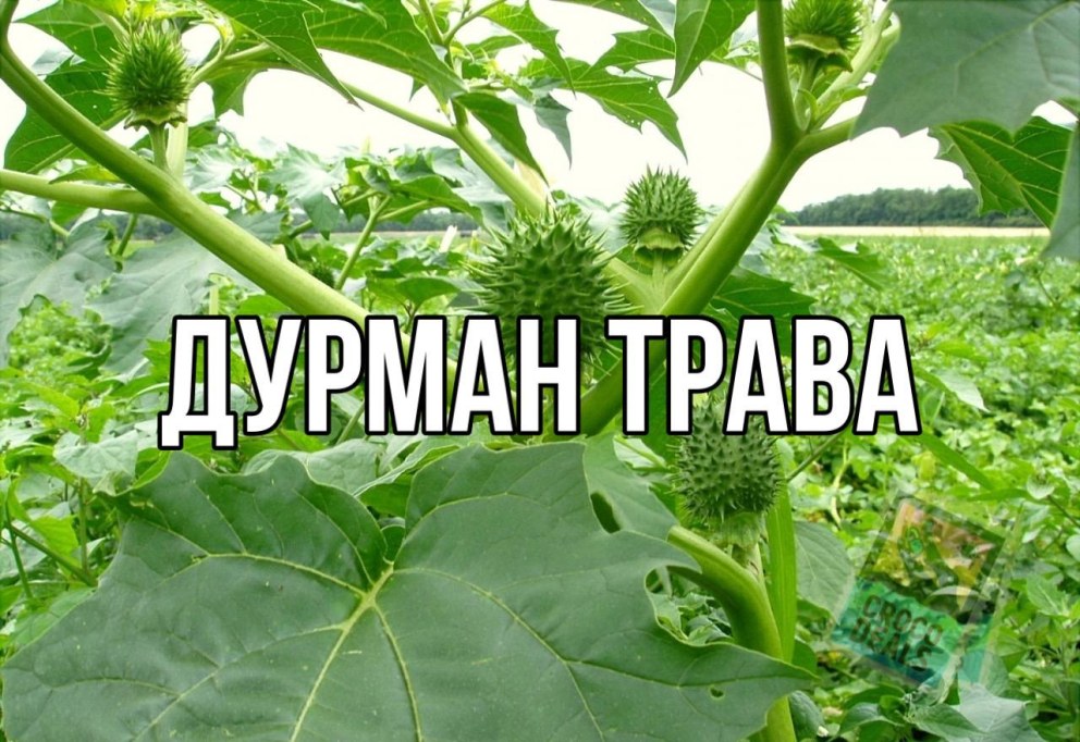 Каракал Гоша Шлепа
