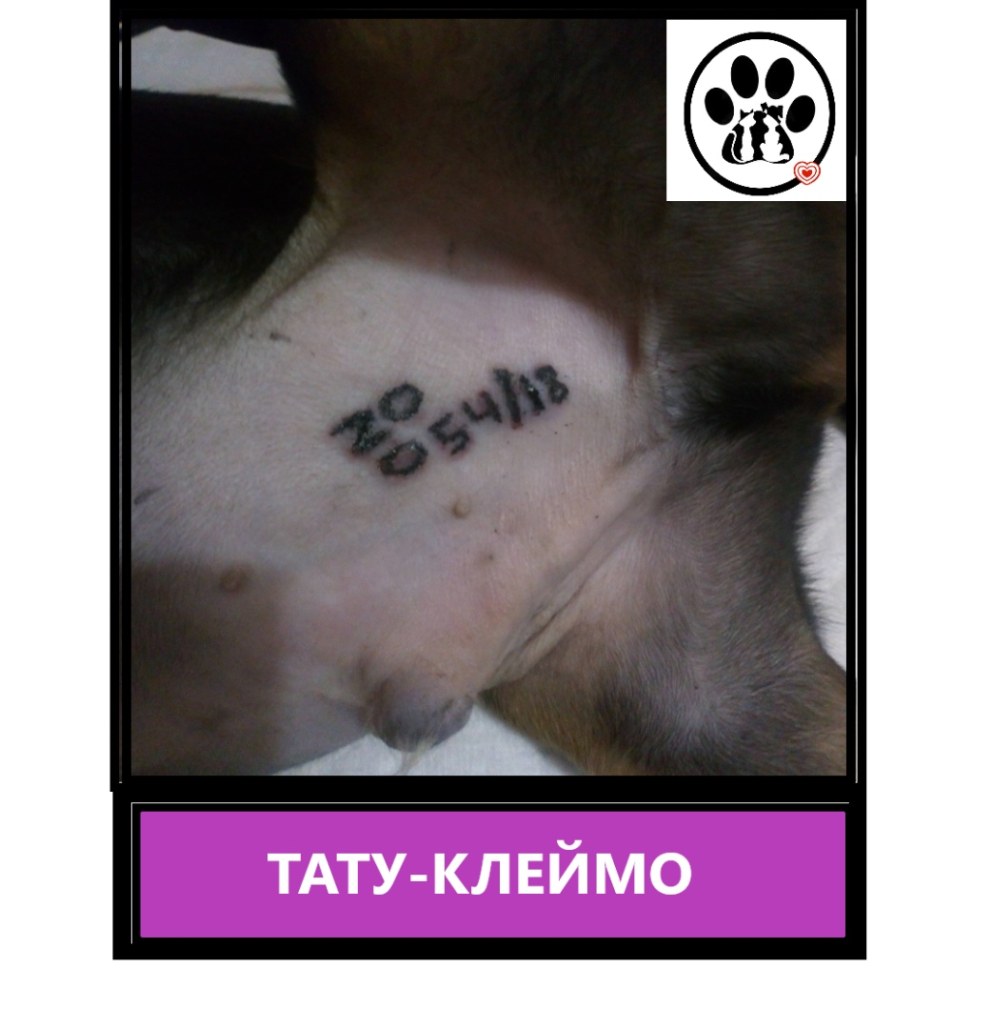 Татуировка Пиковая дама на лобке