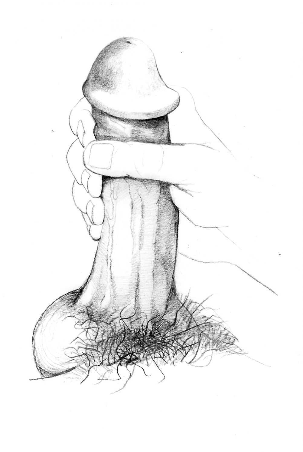 Член рисунок