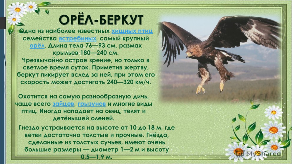 Сообщение о Орле Беркуте